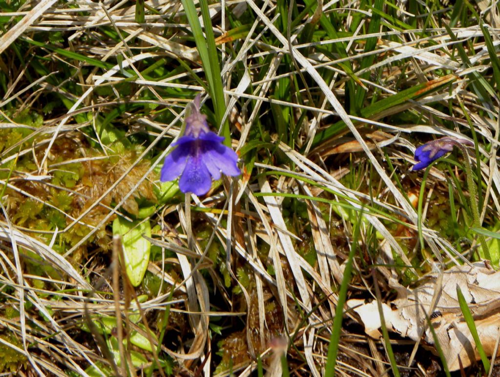 quale Pinguicula?